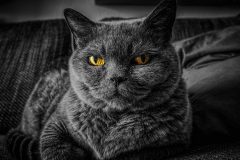 cat-2143332_1280